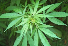 420 (Día del Cannabis) 2026