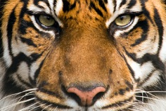 Día Internacional del Tigre 2024